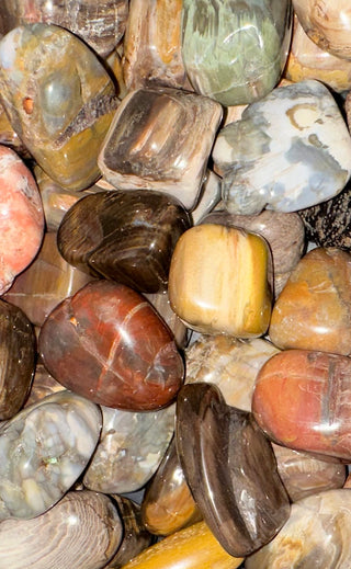 Petrified Wood ~ Tumbled